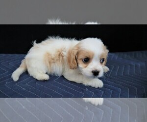 Cavachon Puppy for sale in ANN ARBOR, MI, USA
