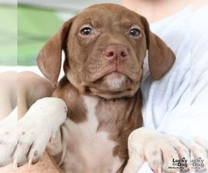 Labrador Retriever-Unknown Mix Dogs for adoption in Washington, DC, USA