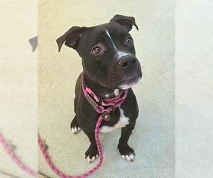 Boxer-Unknown Mix Dogs for adoption in Sacramento, CA, USA