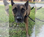 Small #1 Holland Shepherd Mix