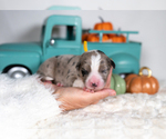 Small #2 Border Collie