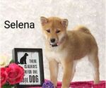 Puppy Selena Shiba Inu