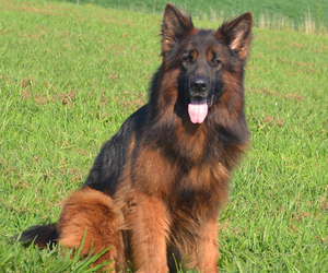 Father of the German Shepherd Dog puppies born on 04/15/2025