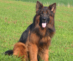 Small Photo #1 German Shepherd Dog Puppy For Sale in CHRISNEY, IN, USA