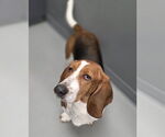 Small Basset Hound