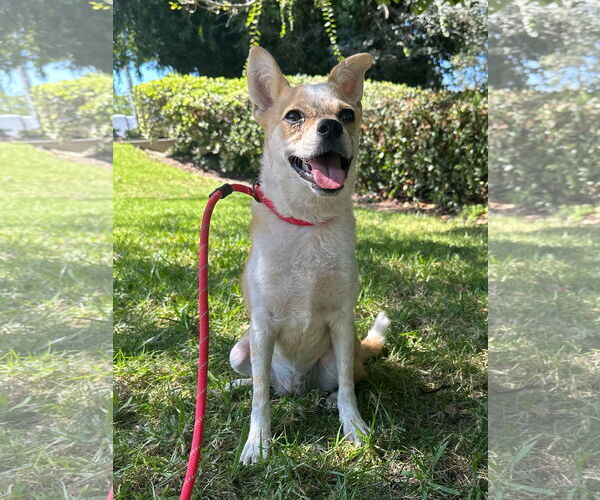 Medium Photo #3 Chihuahua-Unknown Mix Puppy For Sale in Newport Beach, CA, USA