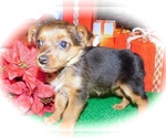 Small Photo #4 Yorkie Russell Puppy For Sale in HAMMOND, IN, USA