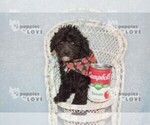 Small #7 Poodle (Toy)