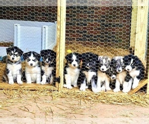 Golden Pyrenees-Siberian Husky Mix Puppy for sale in HICKORY, NC, USA