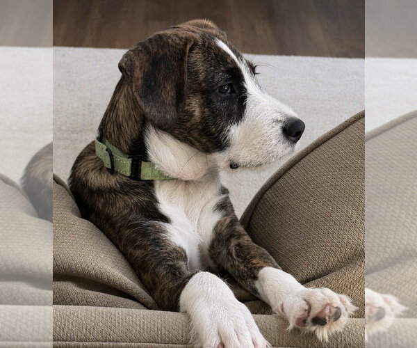 Medium Photo #20 Boxer-Unknown Mix Puppy For Sale in Mooresville, NC, USA