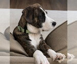 Small Photo #20 Boxer-Unknown Mix Puppy For Sale in Mooresville, NC, USA