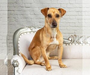 Carolina Dog-Jack Russell Terrier Mix Dogs for adoption in Princeton, MN, USA