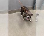 Small American Pit Bull Terrier Mix