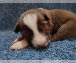 Puppy Cash Border Collie
