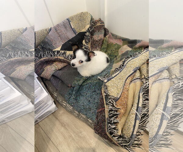 Medium Photo #2 Chihuahua-Unknown Mix Puppy For Sale in The Woodlands, TX, USA