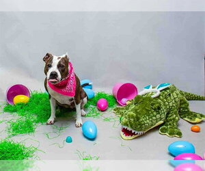 Staffordshire Bull Terrier Dogs for adoption in Sanford, FL, USA