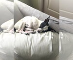 Small #12 Chihuahua Mix