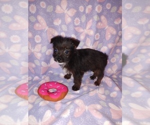 Medium YorkiePoo