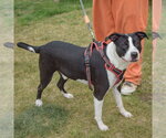 Small #2 American Staffordshire Terrier-Border Collie Mix