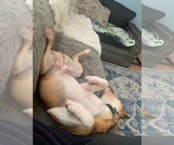 Medium Photo #8 American Pit Bull Terrier-Unknown Mix Puppy For Sale in Bellevue, WA, USA