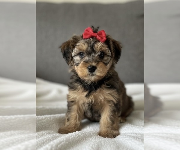 Medium Photo #3 Whoodle (Miniature) Puppy For Sale in RICHMOND, IL, USA