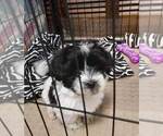 Small Photo #2 Havanese Puppy For Sale in DREXEL, MO, USA