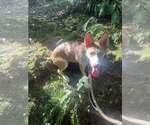 Small #2 Mutt