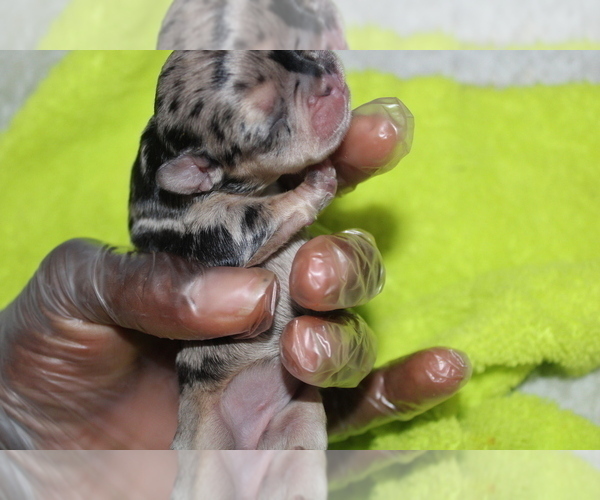 Medium Photo #15 French Bulldog Puppy For Sale in SPRING, TX, USA