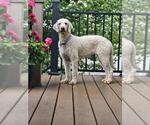 Small #4 Goldendoodle
