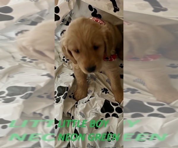 Medium Photo #1 Golden Retriever Puppy For Sale in WASHINGTON COURT HOUSE, OH, USA