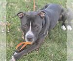 Small #1 American Bulldog Mix