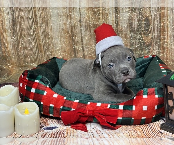 Medium Photo #1 American Bully Puppy For Sale in NORFOLK, VA, USA