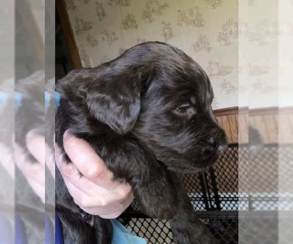 Medium Photo #26 Labradoodle Puppy For Sale in MIFFLINBURG, PA, USA