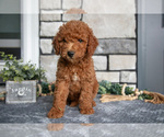 Puppy Bella Goldendoodle (Miniature)