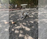 Small #1 Mutt