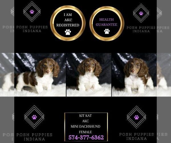Medium Photo #7 Dachshund Puppy For Sale in WARSAW, IN, USA