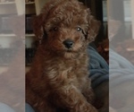 Small Photo #5 Poodle (Toy) Puppy For Sale in BOWLING GREEN, KY, USA