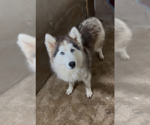Siberian Husky Dog for Adoption in LAWSON, Missouri USA