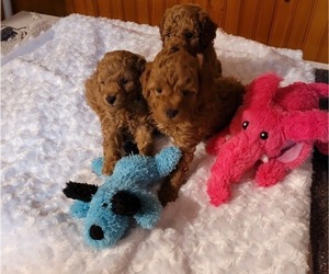 Poodle (Miniature) Puppy for Sale in LETTS, Iowa USA