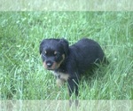 Small Photo #6 Rottweiler Puppy For Sale in MABLETON, GA, USA