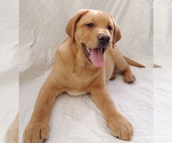 Medium Photo #1 Labrador Retriever Puppy For Sale in FEDERAL WAY, WA, USA