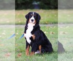 Puppy Mr Green Bernese Mountain Dog
