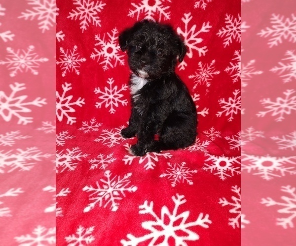 Medium Photo #21 YorkiePoo Puppy For Sale in LAPEER, MI, USA