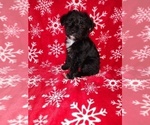 Small Photo #21 YorkiePoo Puppy For Sale in LAPEER, MI, USA