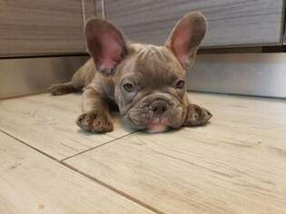French Bulldog Puppy for sale in ROCHESTER, MN, USA