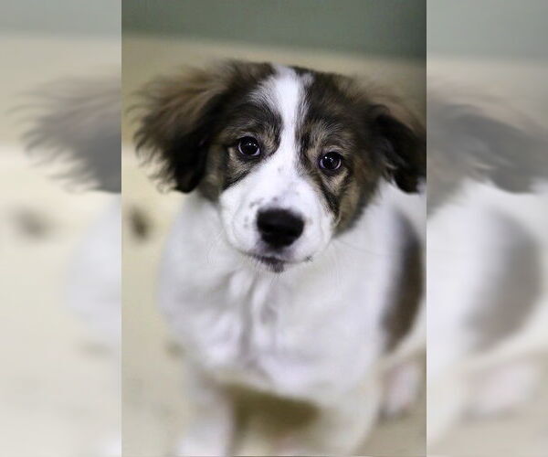 Medium Photo #1 Labrenees Puppy For Sale in Webster, WI, USA