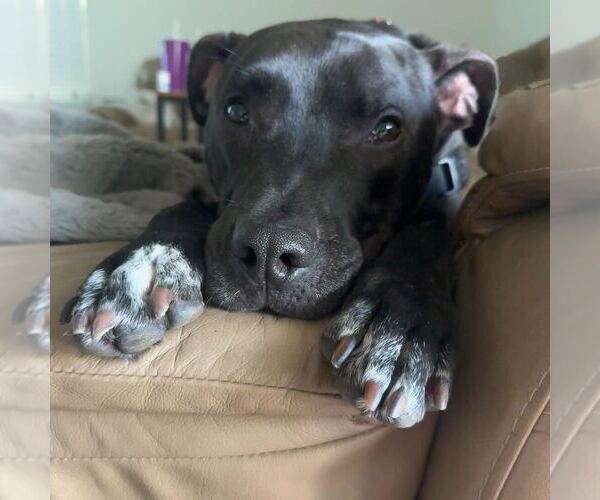 Medium Photo #2 Labrador Retriever-Unknown Mix Puppy For Sale in Greenbelt, MD, USA