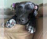 Small #1 Labrador Retriever Mix