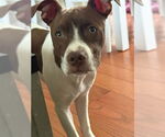 Small #15 American Pit Bull Terrier Mix