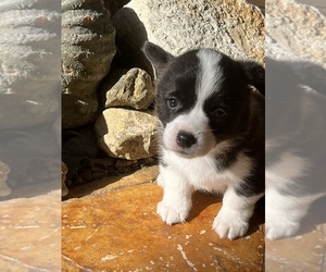 Aussie-Corgi-Pembroke Welsh Corgi Mix Puppy for Sale in ESCONDIDO, California USA